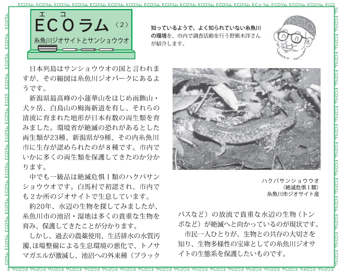 糸魚川ジオサイトとサンショウウオ