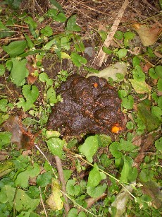 クマのフン