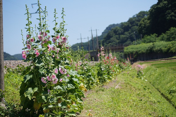 タチアオイ（1）の画像