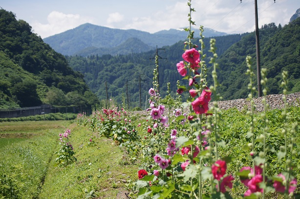 タチアオイ（2）の画像