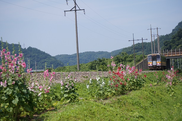 列車とタチアオイ（1）の画像