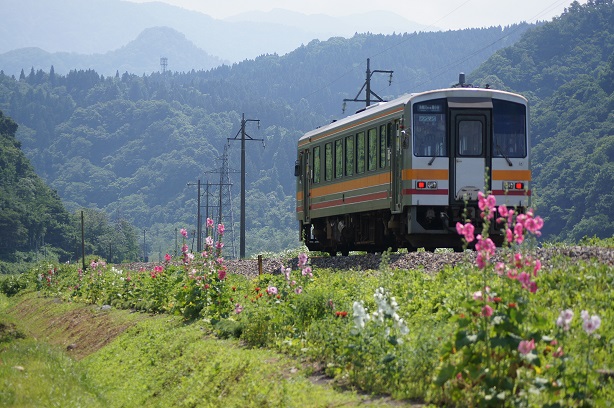 列車とタチアオイ（2）の画像
