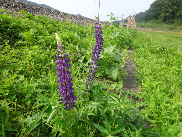 昨年以前に植えたルピナス