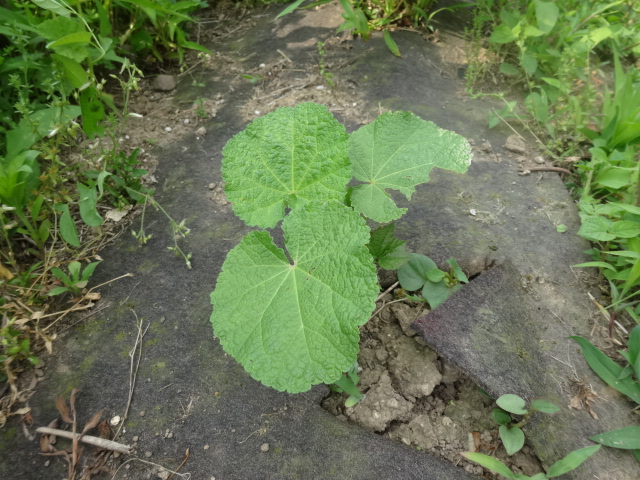 今年植えたタチアオイの画像