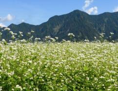 北山集落そば畑の画像