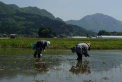 糸魚川の大地とおいしいお米の関係の画像1