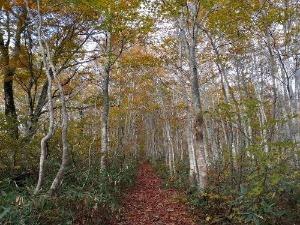 白池森林公園（糸魚川市大字大所990番地4）の画像2