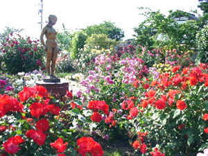 中野市一本木公園　バラ