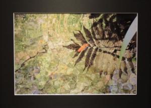 写真部門の第20回記念特別賞です。池で泳ぐ金魚の写真です。