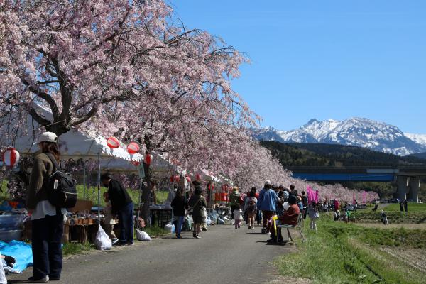 ひらうし桜まつり