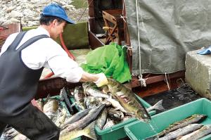 能生内水面漁業協同組合 写真